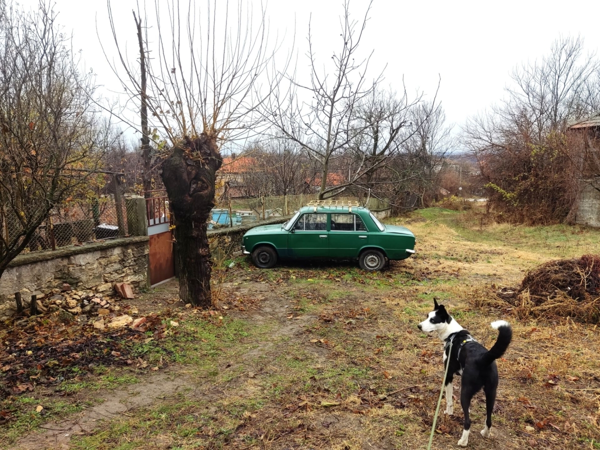 Cursus Hond uit het Buitenland